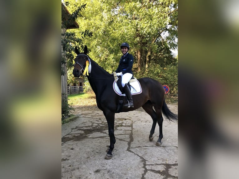 Hannoveriano Yegua 15 años 175 cm Castaño in Schillsdorf