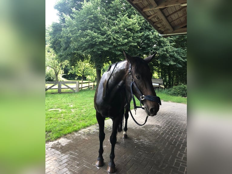 Hannoveriano Yegua 15 años 175 cm Castaño oscuro in Syke