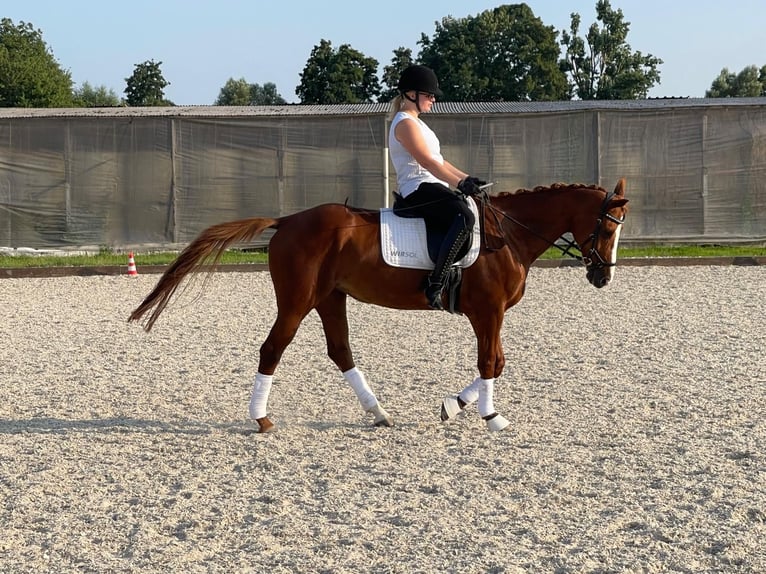 Hannoveriano Yegua 16 años 160 cm Alazán rojizo in Oftersheim