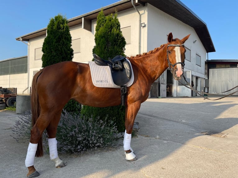 Hannoveriano Yegua 16 años 160 cm Alazán rojizo in Oftersheim