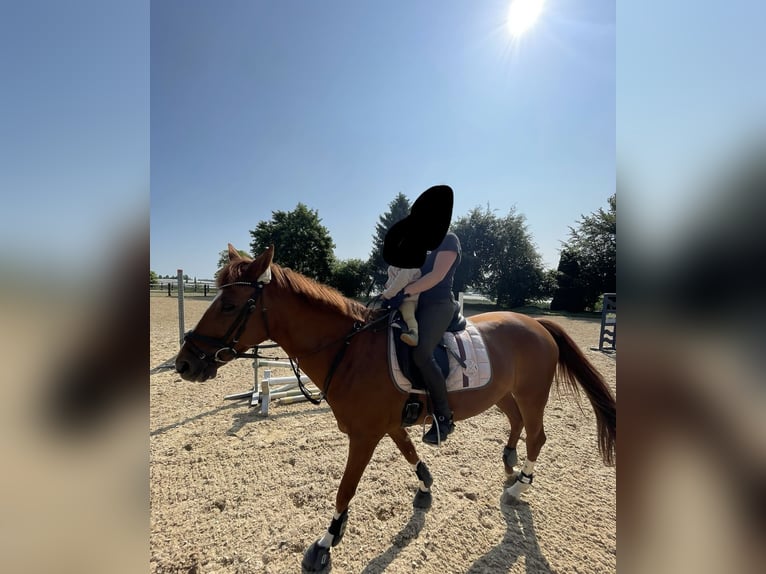 Hannoveriano Yegua 16 años 160 cm Alazán-tostado in FriedrichshafenFriedrichshafen