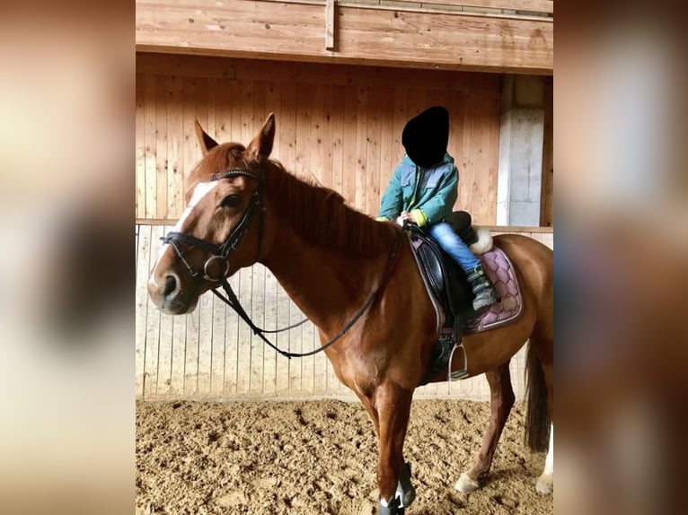 Hannoveriano Yegua 16 años 160 cm Alazán-tostado in FriedrichshafenFriedrichshafen