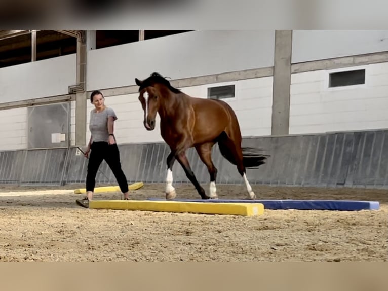 Hannoveriano Yegua 16 años 160 cm Castaño oscuro in Neuenburg am Rhein