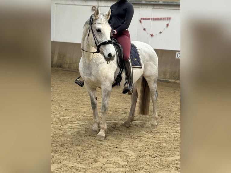 Hannoveriano Yegua 16 años 160 cm Tordo picazo in Hohenhorn