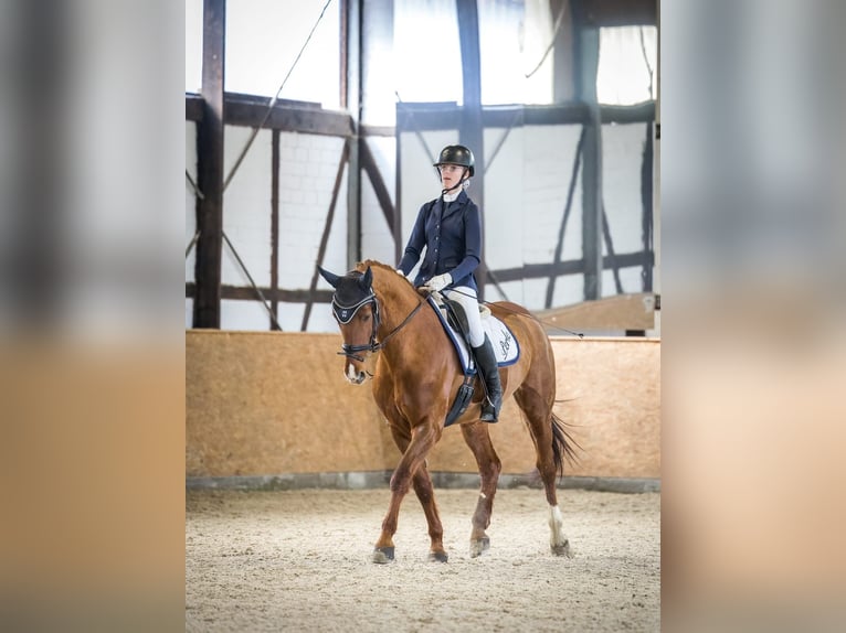 Hannoveriano Yegua 16 años 161 cm Alazán in Wolfenb&#xFC;ttel