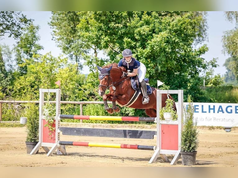 Hannoveriano Yegua 16 años 161 cm Alazán in Wolfenb&#xFC;ttel