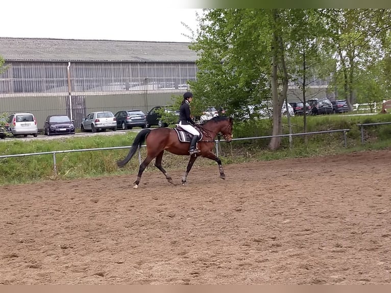 Hannoveriano Yegua 16 años 166 cm Castaño in Cremlingen