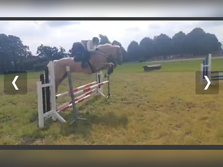 Hannoveriano Yegua 16 años 166 cm Tordo rodado in Großheide Berumerfehn