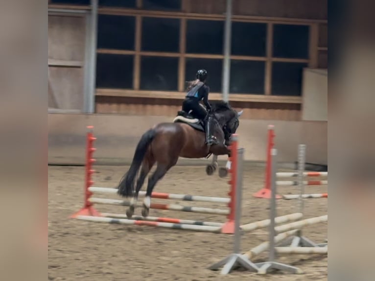 Hannoveriano Yegua 16 años 167 cm Castaño in Wasbüttel