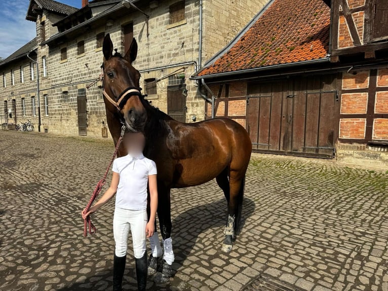 Hannoveriano Yegua 16 años 167 cm Castaño in Wasbüttel