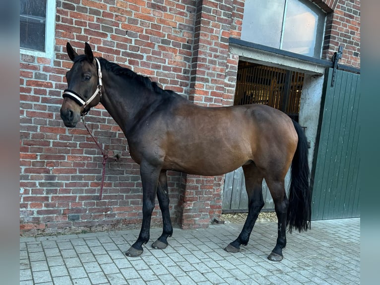 Hannoveriano Yegua 16 años 167 cm Castaño in Wasbüttel