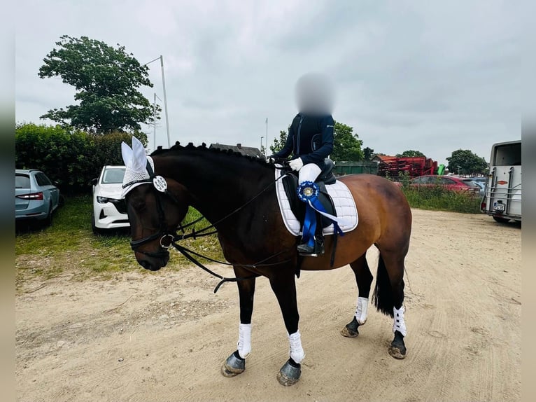 Hannoveriano Yegua 16 años 167 cm Castaño in Wasbüttel