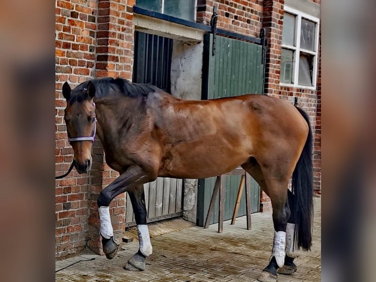 Hannoveriano Yegua 16 años 167 cm Castaño in Wasbüttel