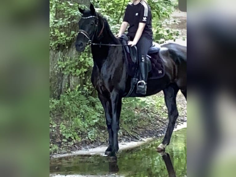 Hannoveriano Yegua 16 años 167 cm Negro in Paderborn