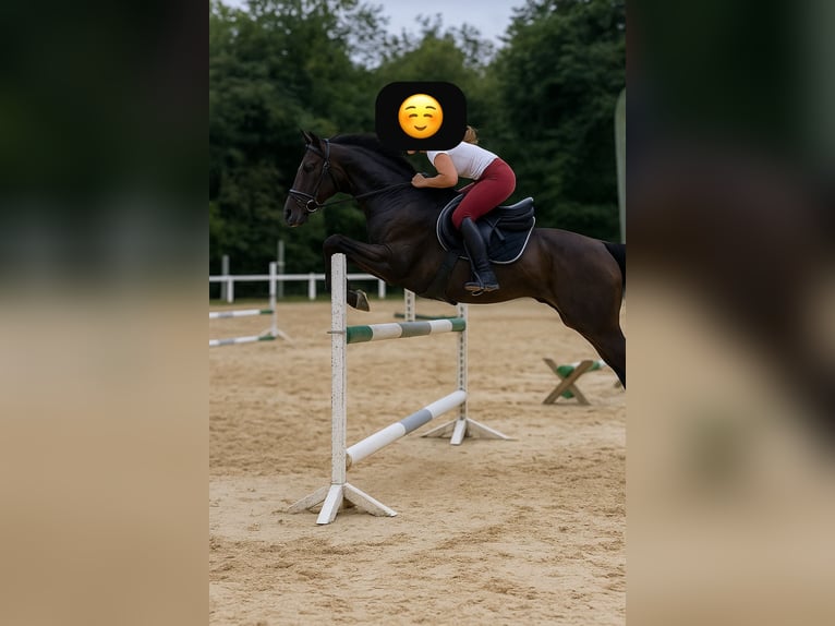 Hannoveriano Yegua 16 años 167 cm Negro in Paderborn