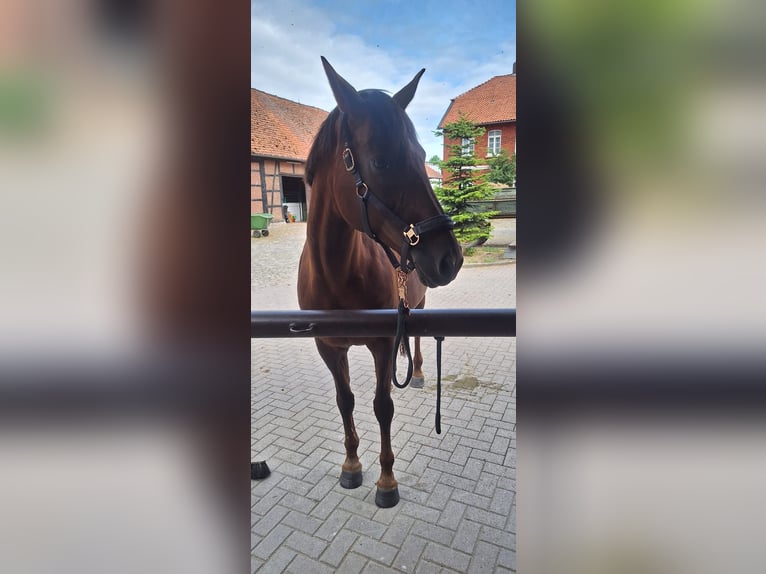 Hannoveriano Yegua 16 años 168 cm Alazán-tostado in Nordstemmen