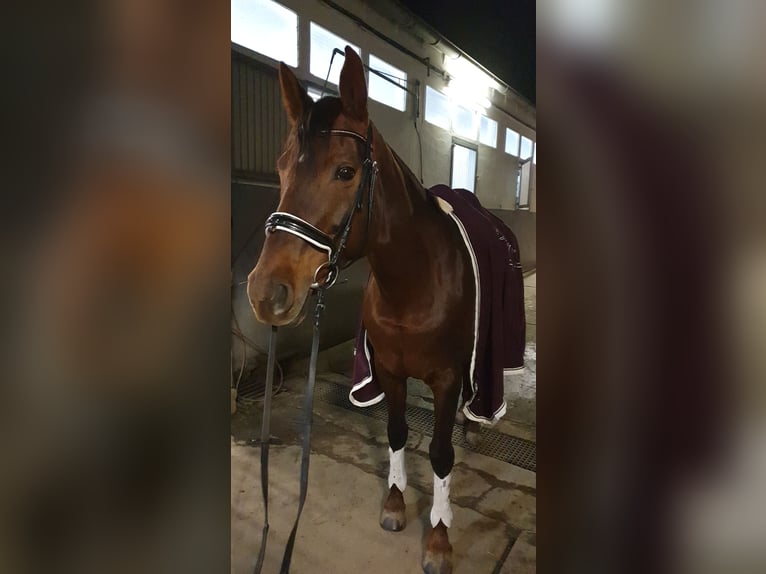 Hannoveriano Yegua 16 años 168 cm Alazán-tostado in Nordstemmen