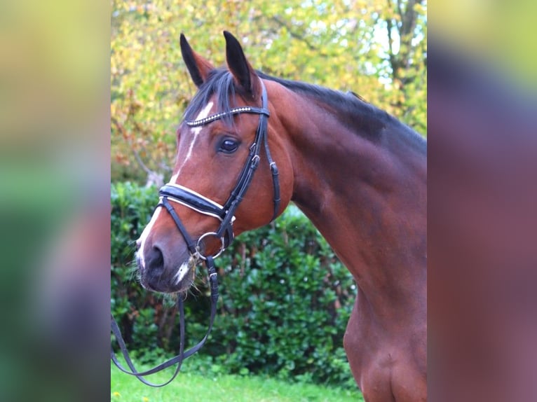 Hannoveriano Yegua 16 años 168 cm Castaño in Selsingen