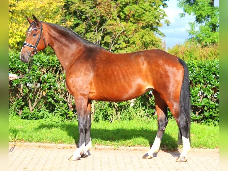 Hannoveriano Yegua 16 años 168 cm Castaño in Selsingen