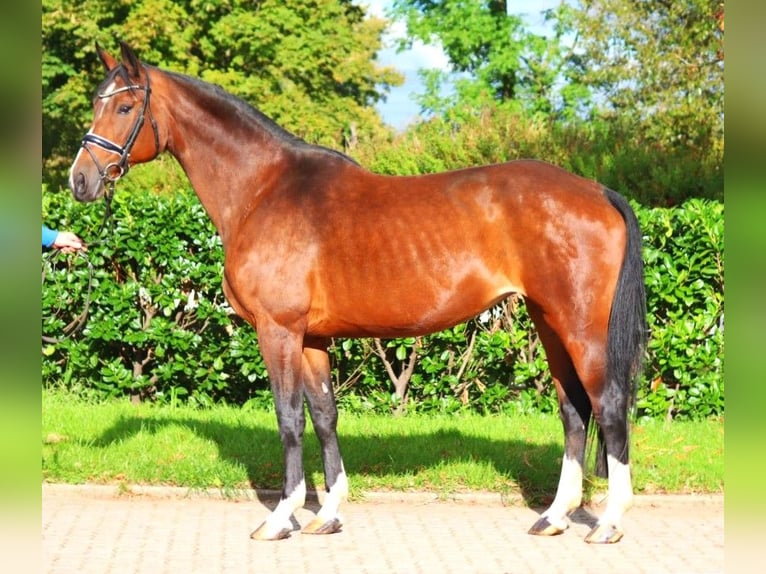 Hannoveriano Yegua 16 años 168 cm Castaño in Selsingen