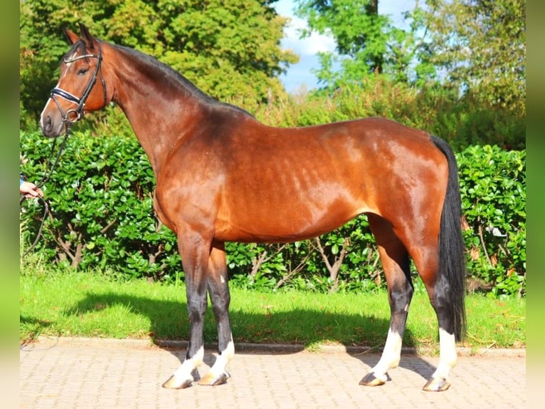 Hannoveriano Yegua 16 años 168 cm Castaño in Selsingen