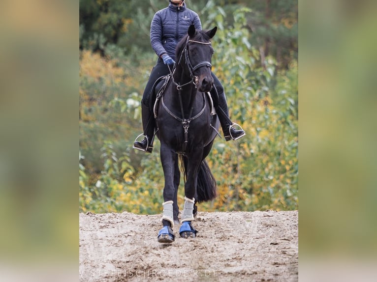 Hannoveriano Yegua 16 años 168 cm Morcillo in Loxstedt