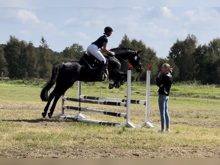 Hannoveriano Yegua 16 años 168 cm Morcillo in Loxstedt