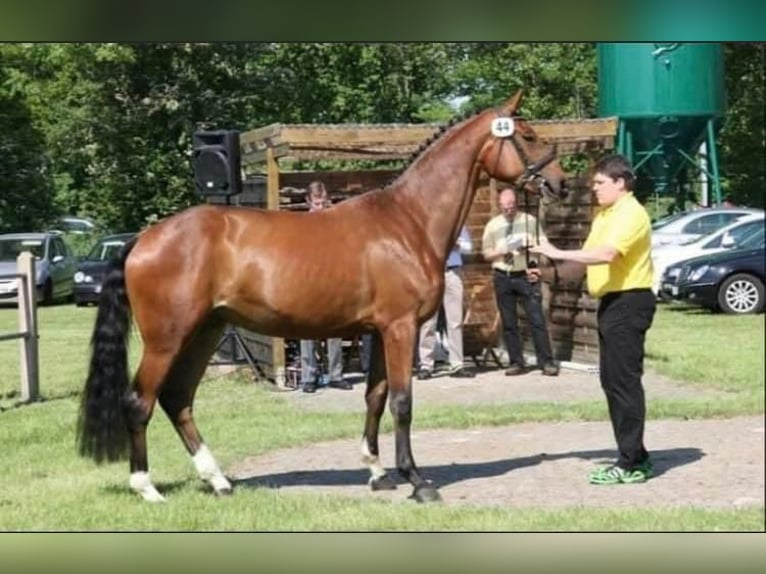 Hannoveriano Yegua 16 años 170 cm Castaño in Esens