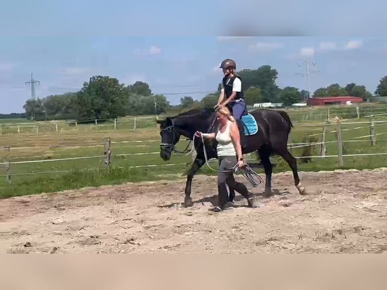 Hannoveriano Yegua 16 años 170 cm Negro in Leer (Ostfriesland)
