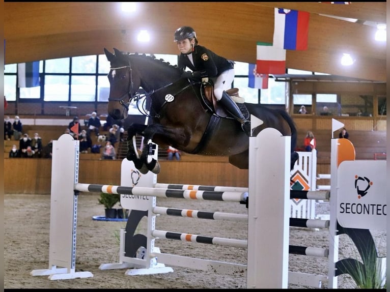 Hannoveriano Yegua 16 años 172 cm Castaño oscuro in Wahlbach