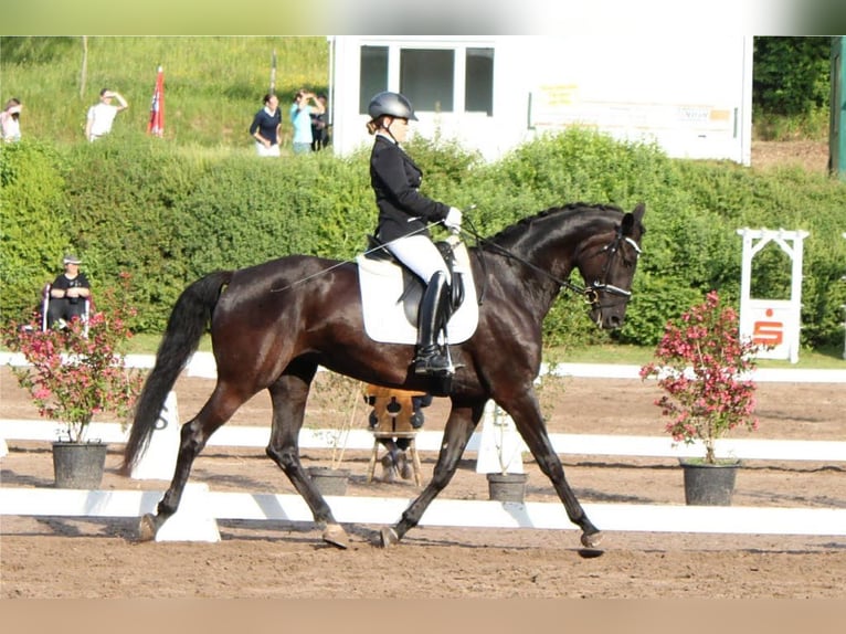 Hannoveriano Yegua 16 años 173 cm Negro in Hemsbach