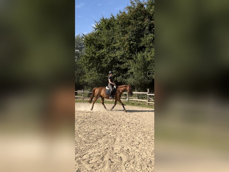 Hannoveriano Yegua 17 años 158 cm Alazán in Mettingen