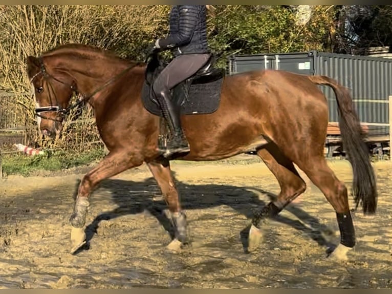 Hannoveriano Yegua 17 años 165 cm Alazán in Oberhausen