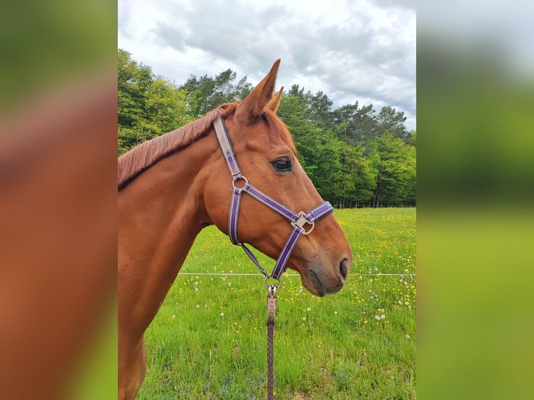 Hannoveriano Yegua 17 años 168 cm Alazán in Grasellenbach