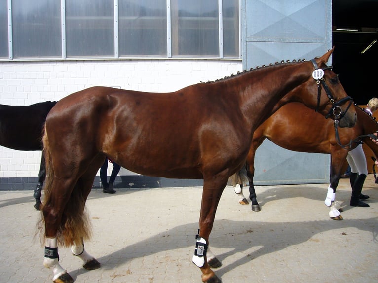 Hannoveriano Yegua 17 años 168 cm Alazán in Lutherstadt Wittenberg