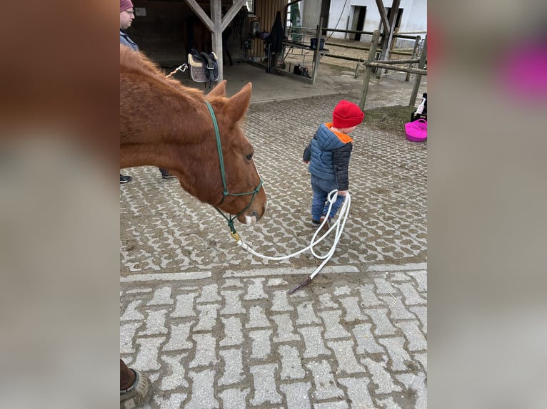 Hannoveriano Yegua 17 años 170 cm Alazán in Markt Indersdorf