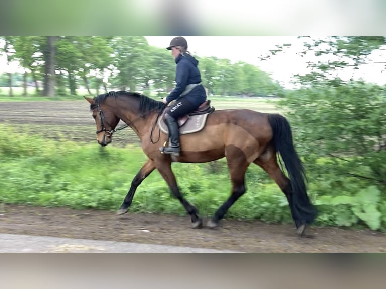 Hannoveriano Yegua 17 años 170 cm Castaño in Hannover
