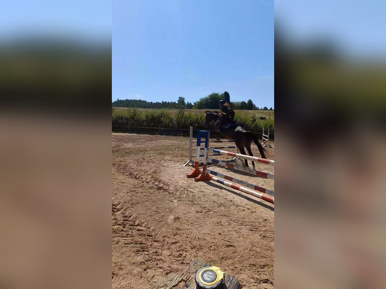 Hannoveriano Yegua 17 años 170 cm Castaño oscuro in Preetz