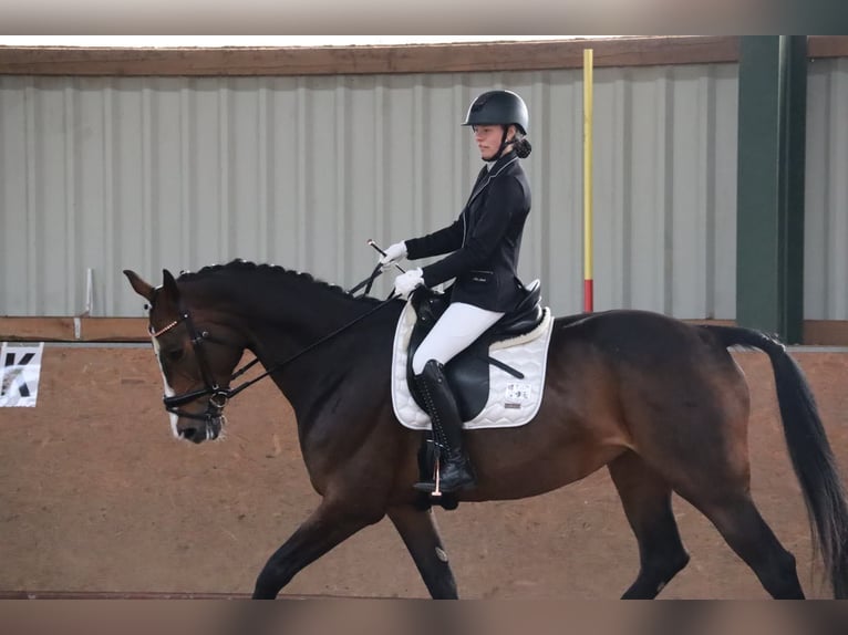 Hannoveriano Yegua 17 años 170 cm Castaño oscuro in Preetz