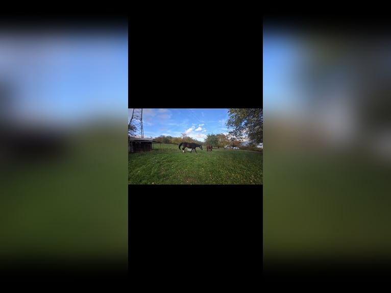 Hannoveriano Yegua 17 años 172 cm Castaño in Gutenstetten