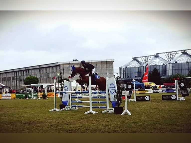 Hannoveriano Yegua 18 años 164 cm Alazán in Weitenhagen