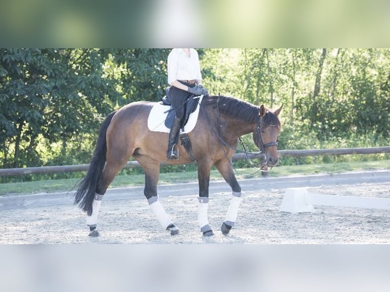 Hannoveriano Yegua 18 años 164 cm Castaño in eyendorf