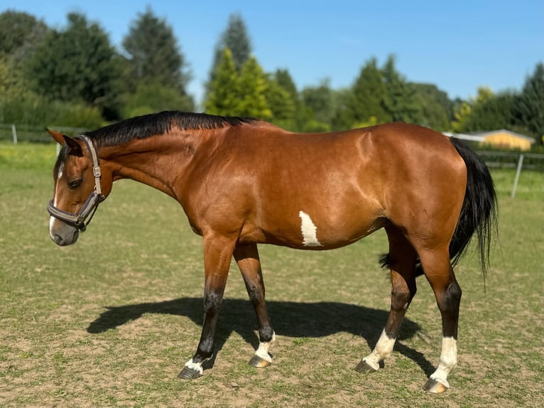 Hannoveriano Yegua 18 años 165 cm Castaño in Neudietendorf
