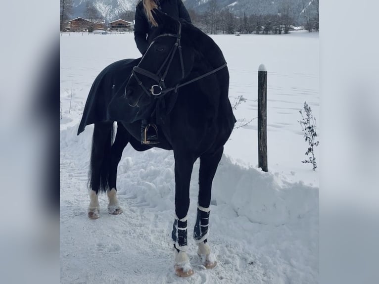 Hannoveriano Yegua 18 años 165 cm Negro in Rottach-Egern