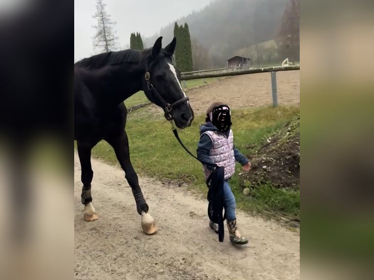 Hannoveriano Yegua 18 años 165 cm Negro in Rottach-Egern