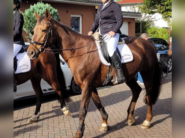 Hannoveriano Yegua 18 años 167 cm Alazán-tostado in Loxstedt