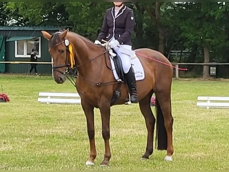 Hannoveriano Yegua 18 años 167 cm Alazán-tostado in Loxstedt