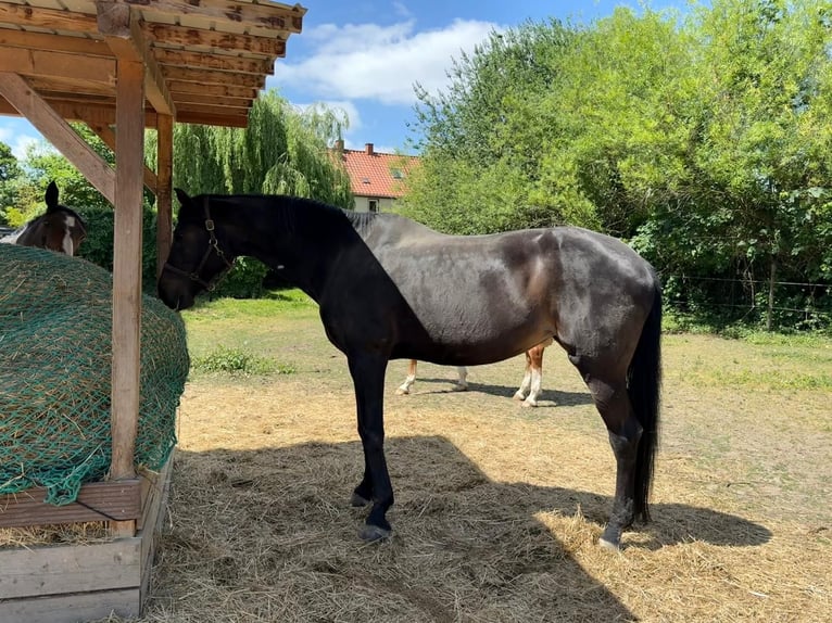 Hannoveriano Yegua 18 años 170 cm Morcillo in Frankenthal (Pfalz)