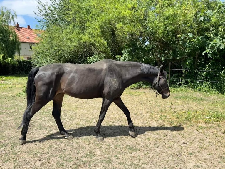 Hannoveriano Yegua 18 años 170 cm Morcillo in Frankenthal (Pfalz)