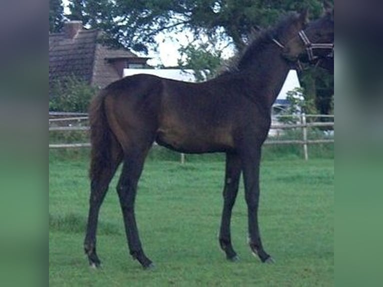 Hannoveriano Yegua 18 años 172 cm Castaño oscuro in Ratekau